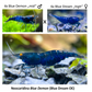 DIY Neocaridina "Blue Demon" Zuchtgruppe