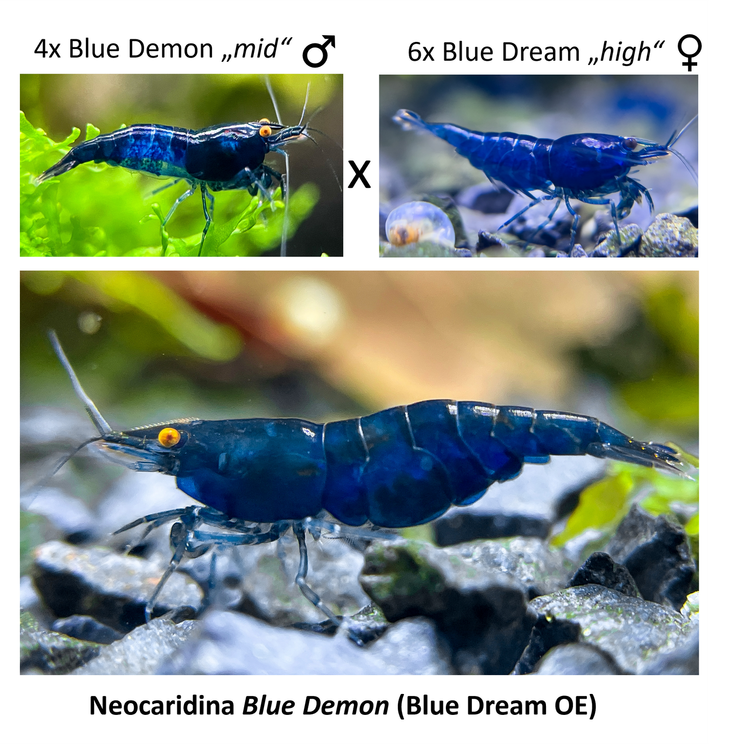 DIY Neocaridina "Blue Demon" Zuchtgruppe