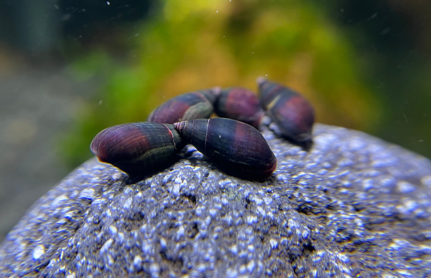 Melanopsis buccinoidea sp. "Purple Haze"