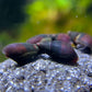 Melanopsis buccinoidea sp. "Purple Haze"