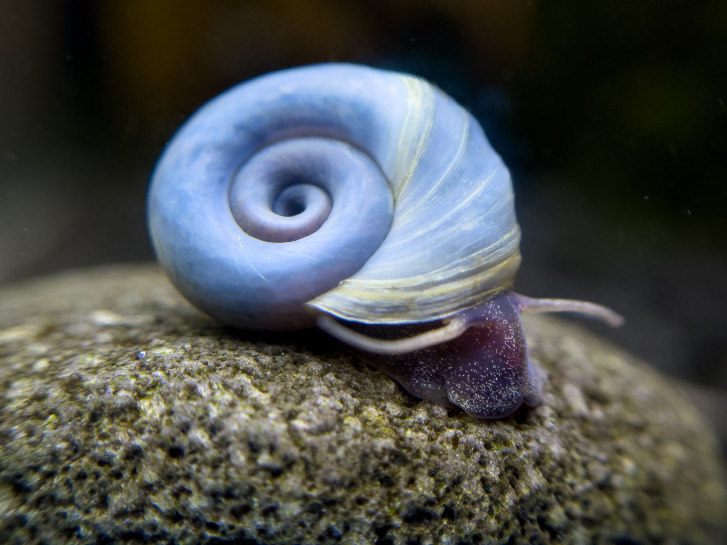 Planorbella duryi "Blaue Posthornschnecke"