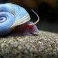 Planorbella duryi "Blaue Posthornschnecke"