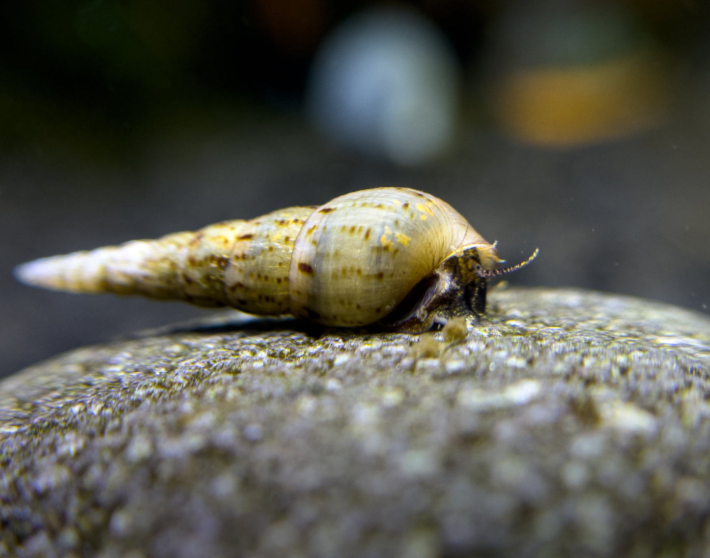 Melanoides tuberculata "Helle Turmdeckelschnecke"