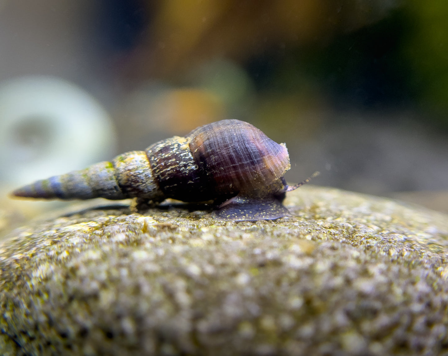 Melanoides maculata "Schwarze Turmdeckelschnecke"