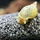 Lymnaea stagnalis - Yoda snail