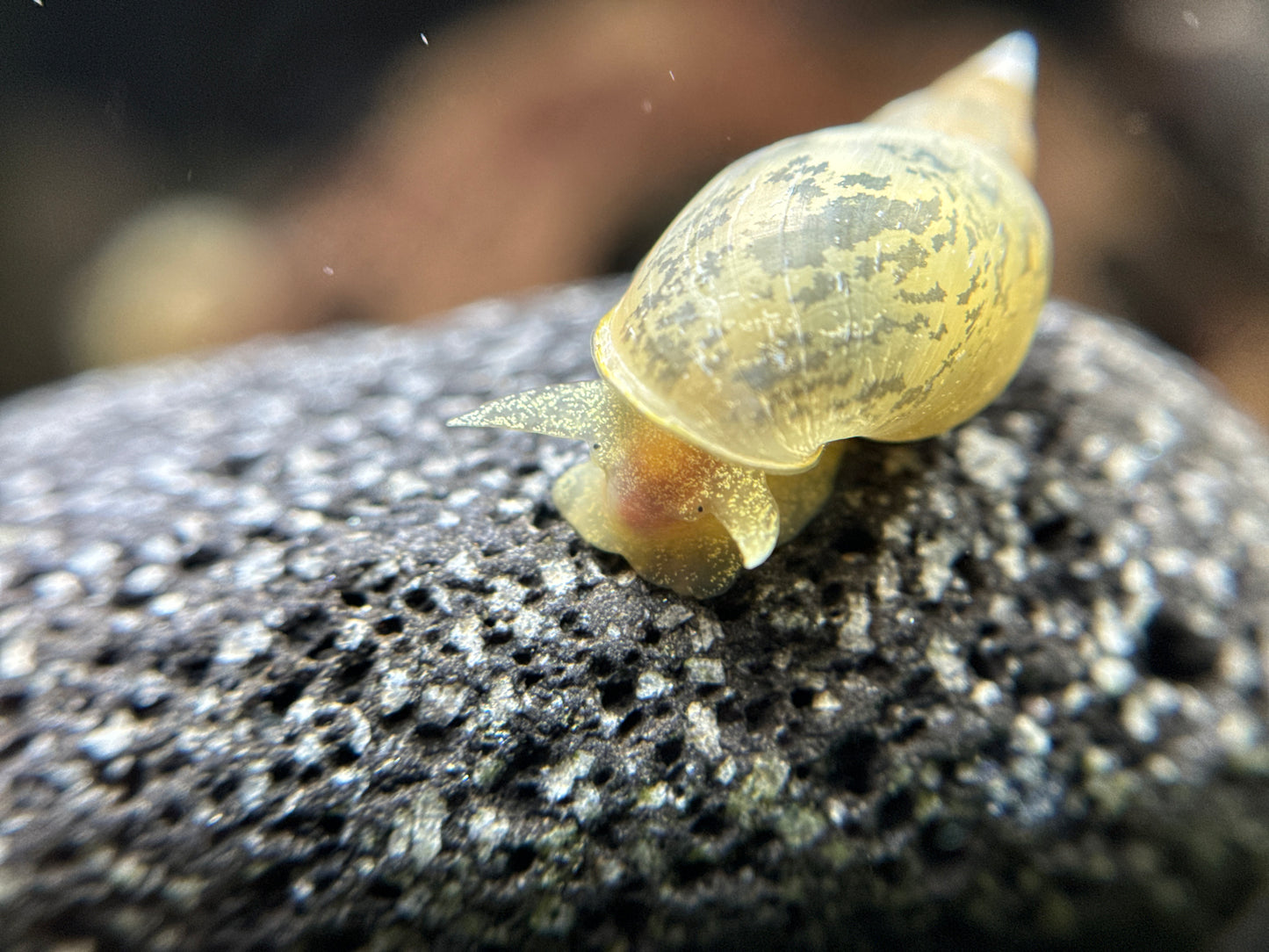 Lymnaea stagnalis - Yoda Schnecke