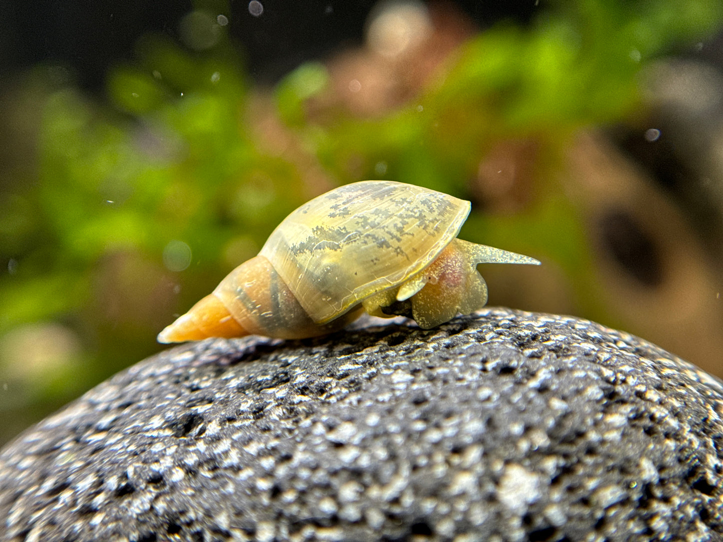 Lymnaea stagnalis - Yoda Schnecke