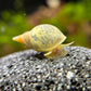 Lymnaea stagnalis - Yoda snail