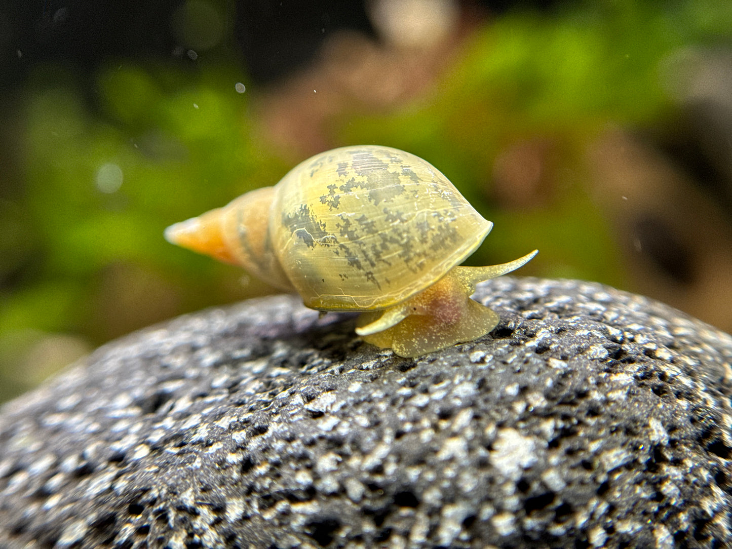 Lymnaea stagnalis - Yoda Schnecke