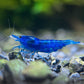 Neocaridina davidi "Blue Dream"