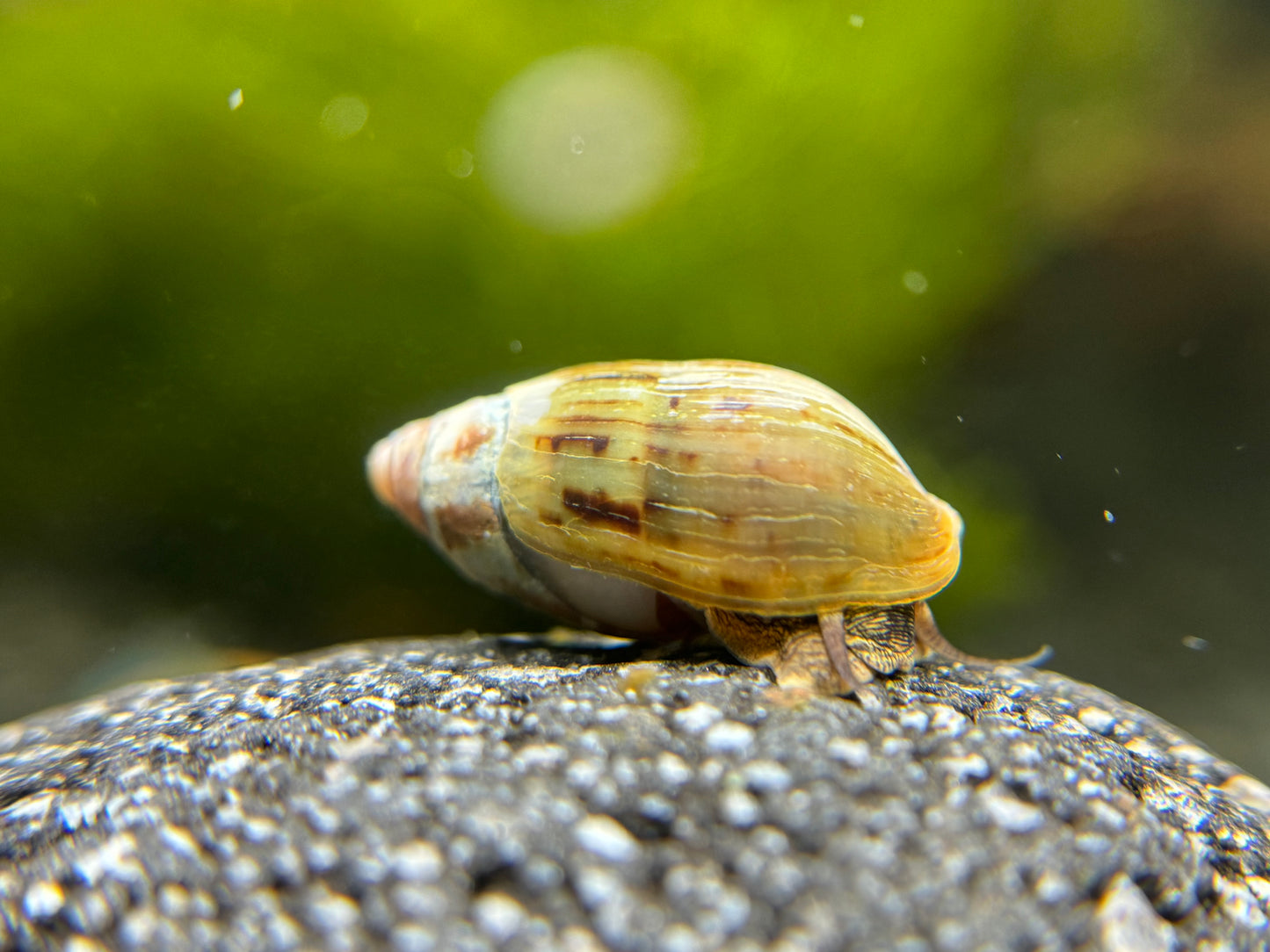 Melanopsis magnifica