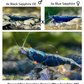 DIY Neocaridina "Blue Sapphire OE" Zuchtgruppe