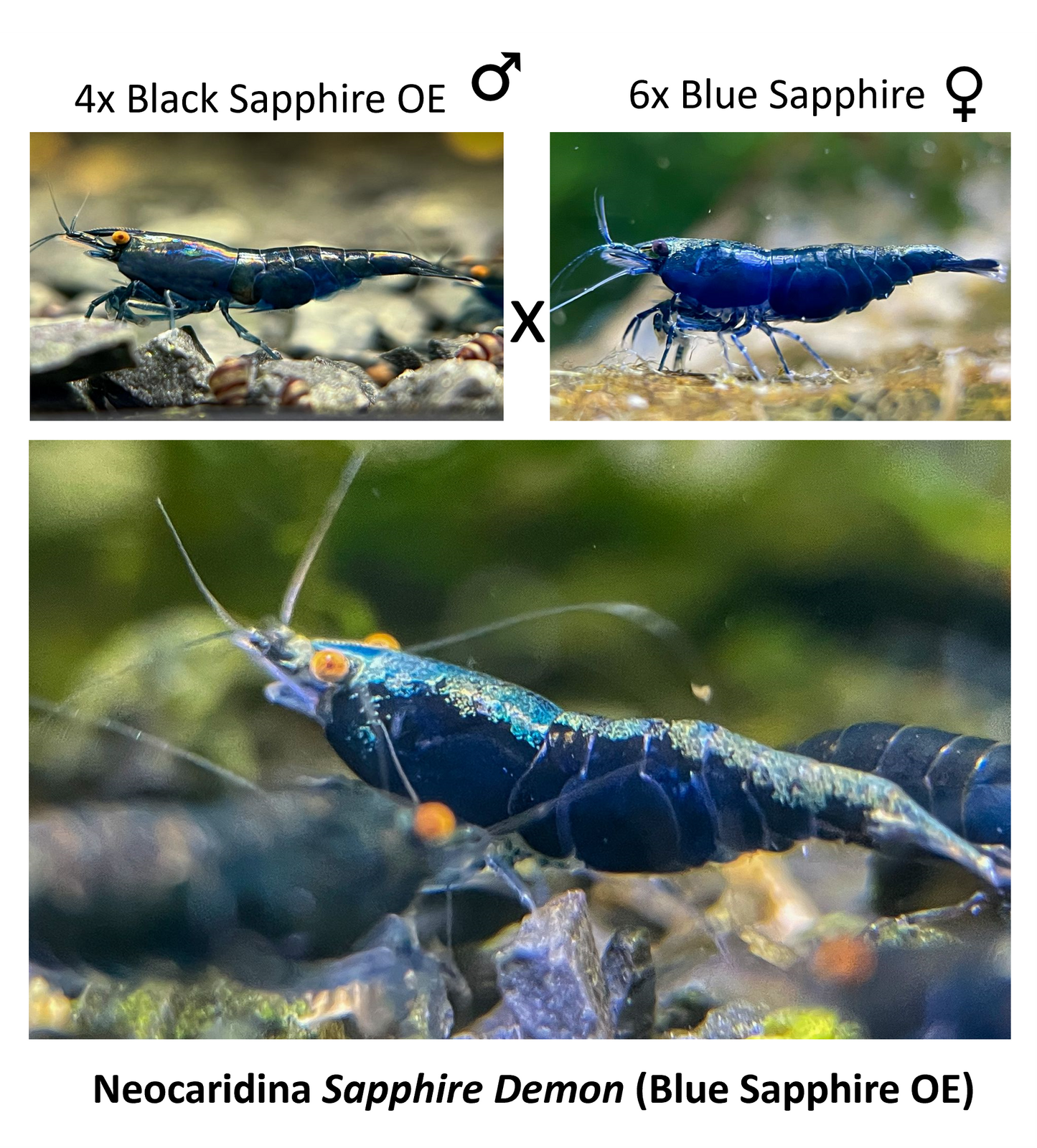 DIY Neocaridina "Blue Sapphire OE" Zuchtgruppe