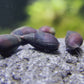 Melanopsis buccinoidea sp. "Purple Haze"