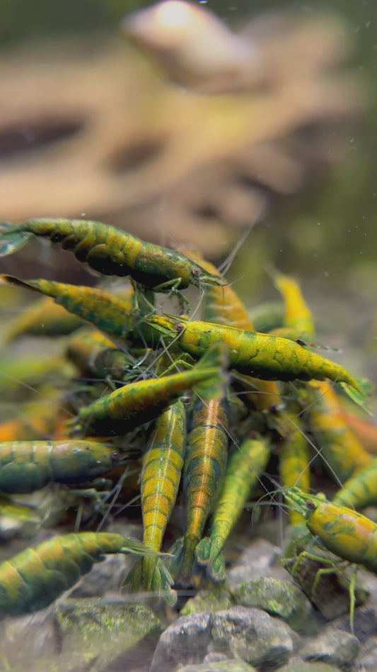 Neocaridina "Green Jade extreme"