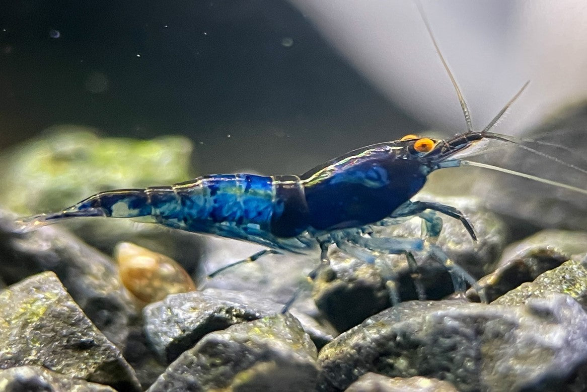 Neocaridina "Blue Dream" OE