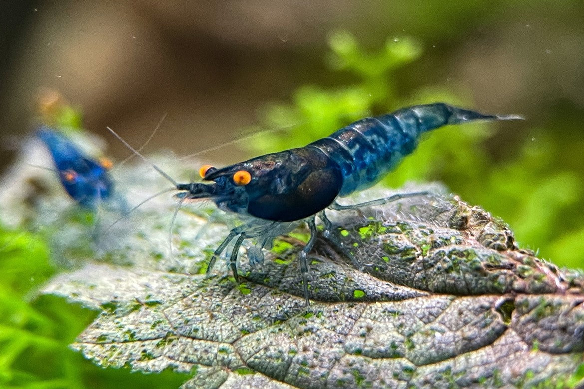 Neocaridina "Blue Dream" OE