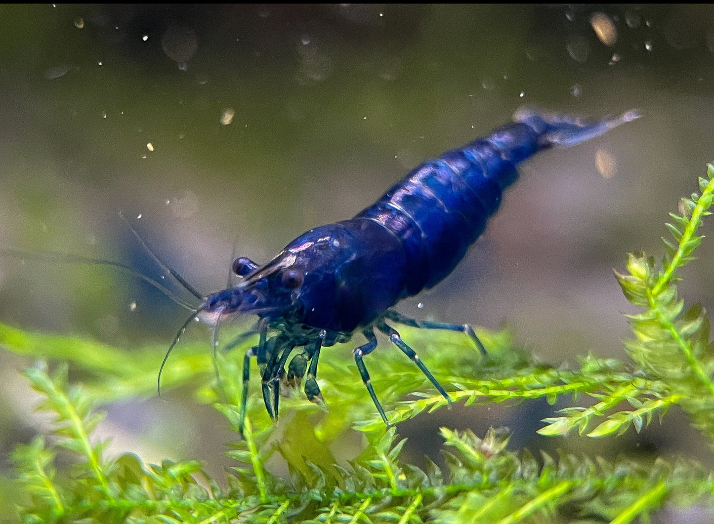 Neocaridina davidi "Blue Dream"