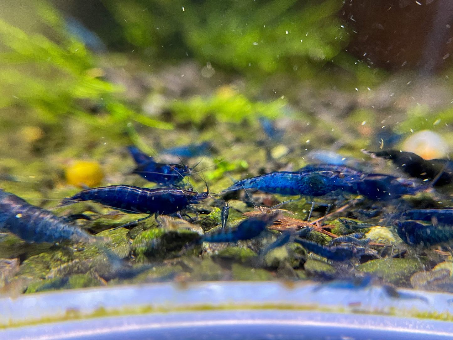 Neocaridina davidi "Blue Dream"