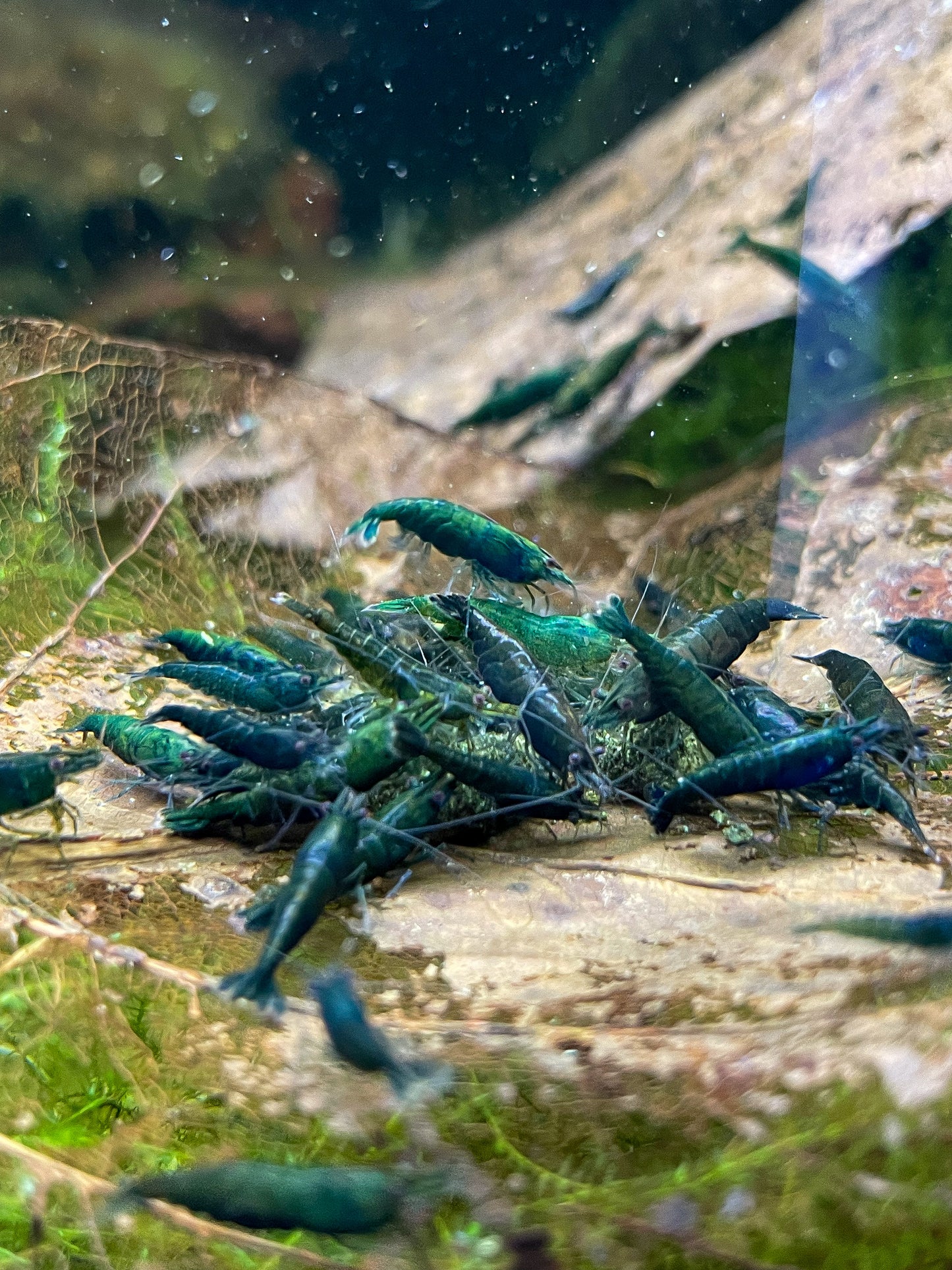 Neocaridina davidi "Dark Green Jade"