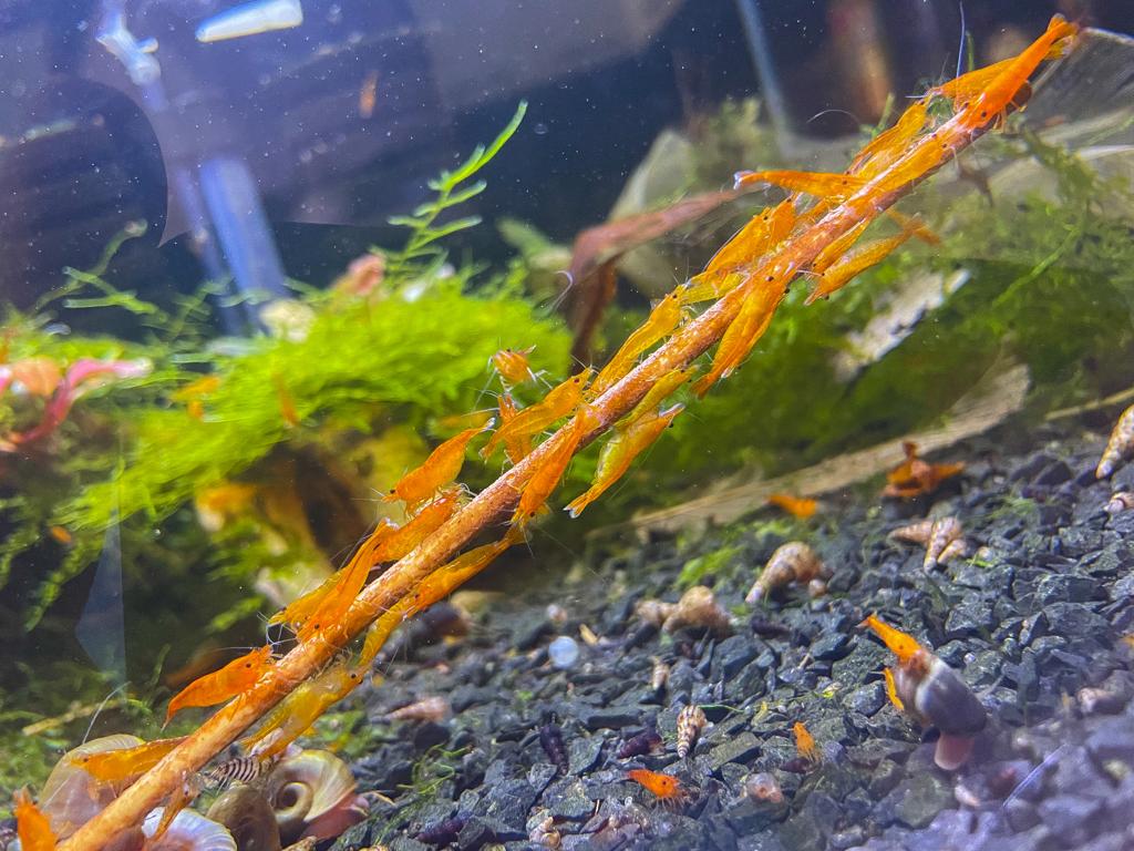 Neocaridina davidi "Orange Sakura"