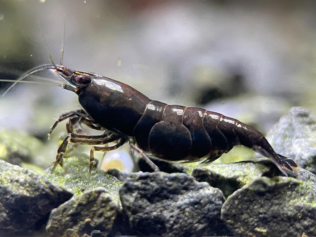 Neocaridina davidi "Black Chocolate Sakura"