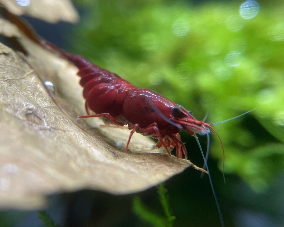 Neocaridina davidi "Bloody Mary"