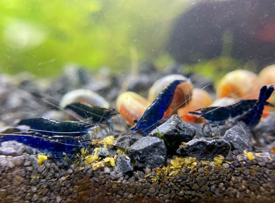 Neocaridina davidi "Blue Sapphire"